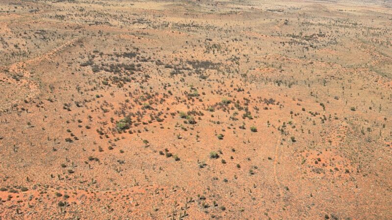 a desert landscape with small bushes